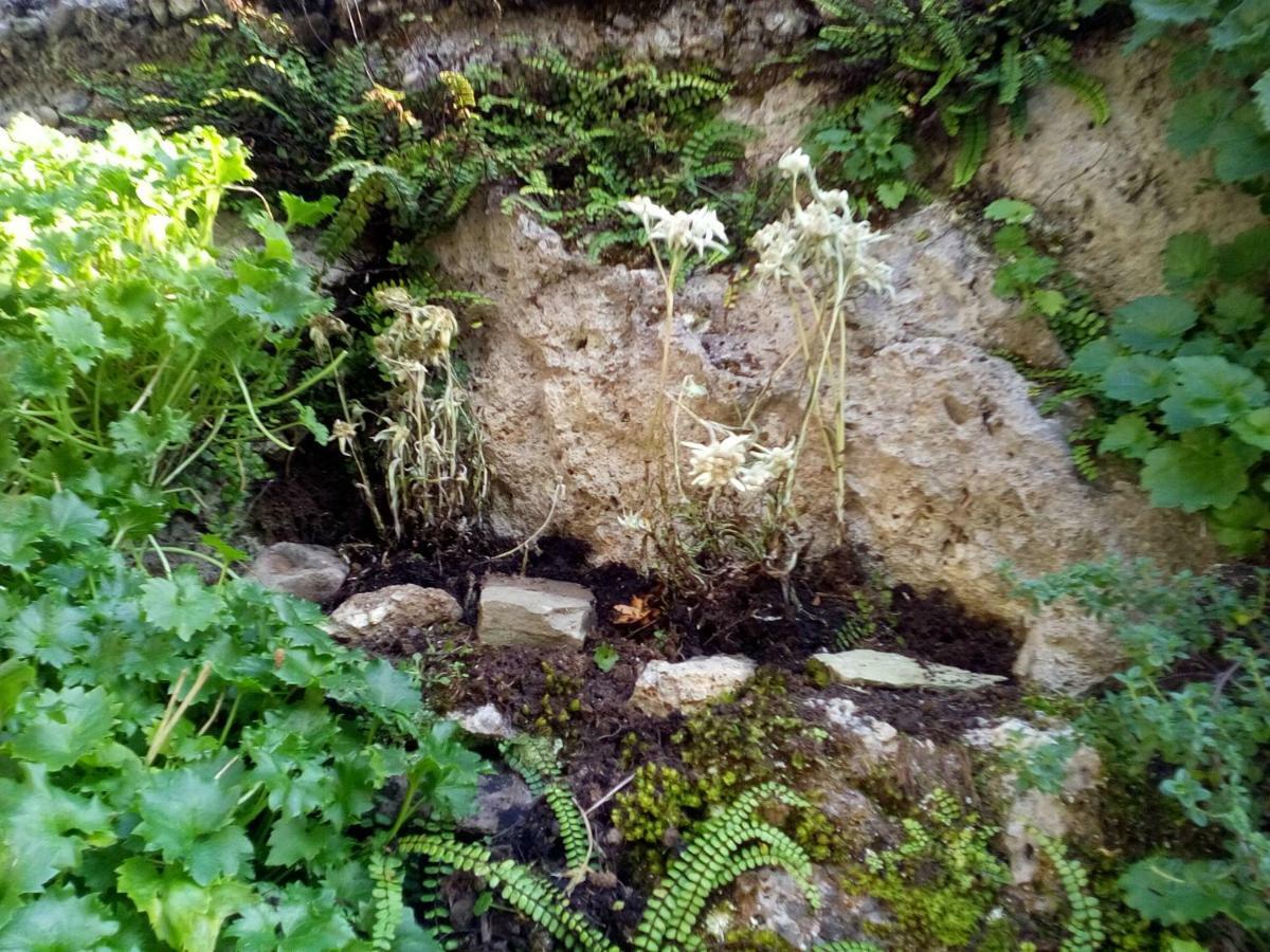 Villa Genziana Ovaro Esterno foto